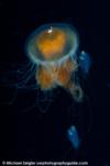 Fried-egg jelly & friends - Blue water dive off the coast of Palos Verdes, CA