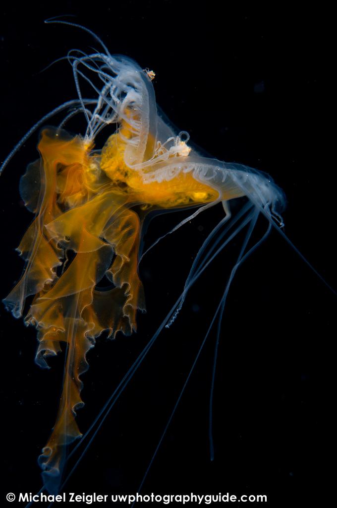 Fried-egg jelly - Blue water diving off the coast of Palos Verdes, CA