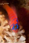 Bluebanded Goby - Laguna Beach, CA