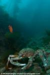 Sheepcrab - Catalina Island, CA