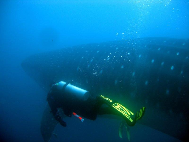 Galapagos, Whale shark and me.