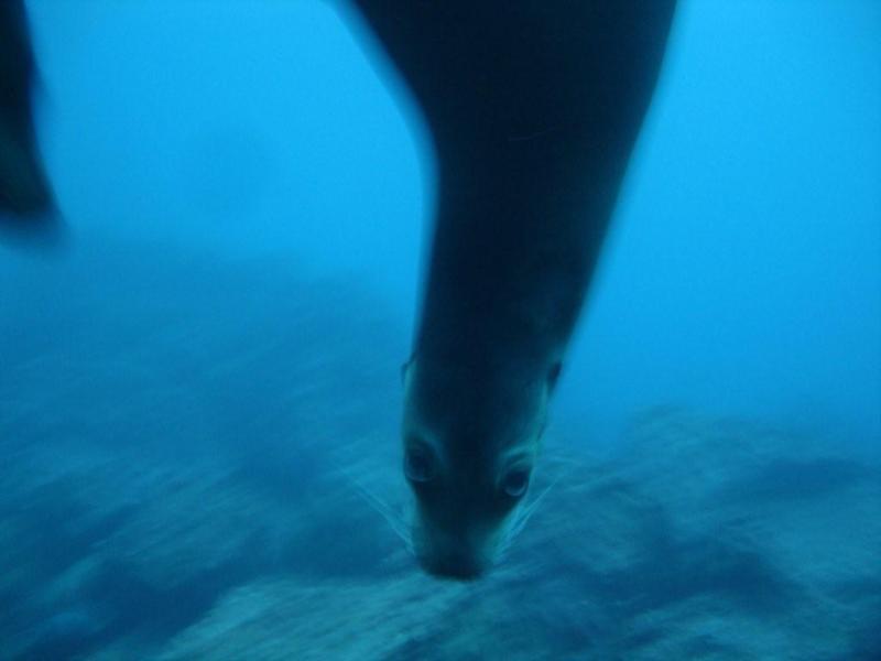 Galapagos, sea lion.