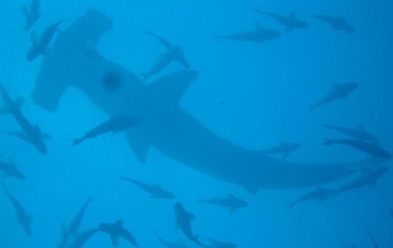 Galapagos, big Hammerhead