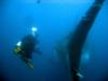 Galapagos, whale shark tail, me.