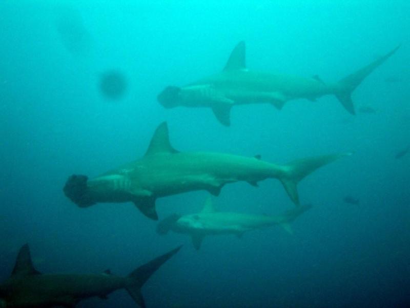 Galapagos, Hammerheads