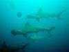 Galapagos, Hammerheads