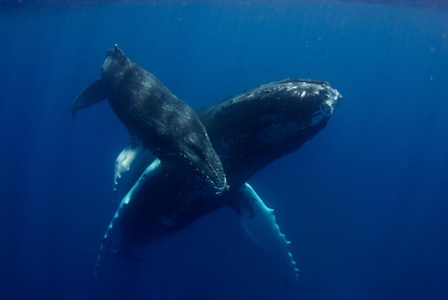 Humpback