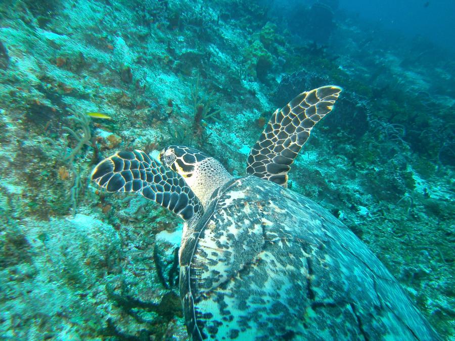 Cedral Pass, Cozumel