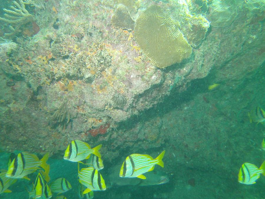 Reef, Riviera Maya