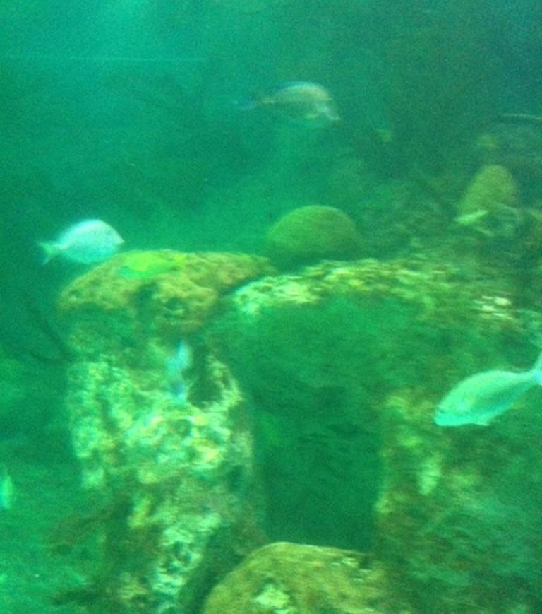 Aquarium Dive