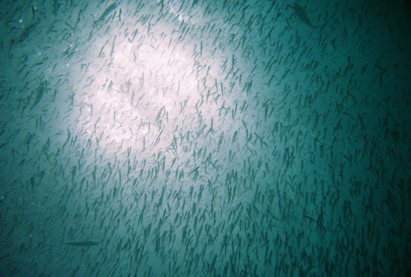 Bait Ball Sombrero Reef Marathon, FL 7/2011