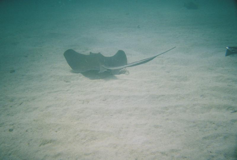 StingRay Sombrero Beach Marathon, FL 7/2011