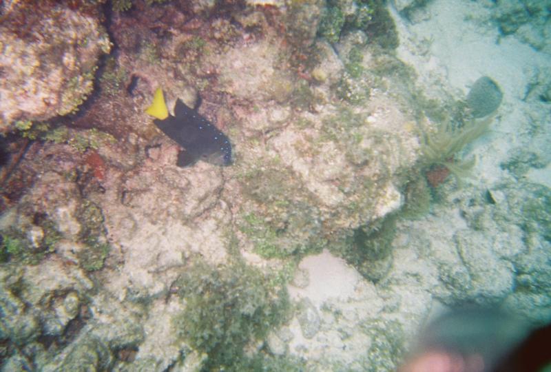 My favorite looking fish...thus far :) FL Keys 2011