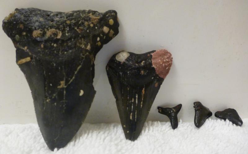 These are prehistoric fossils from Venice, Fl 8-13-11