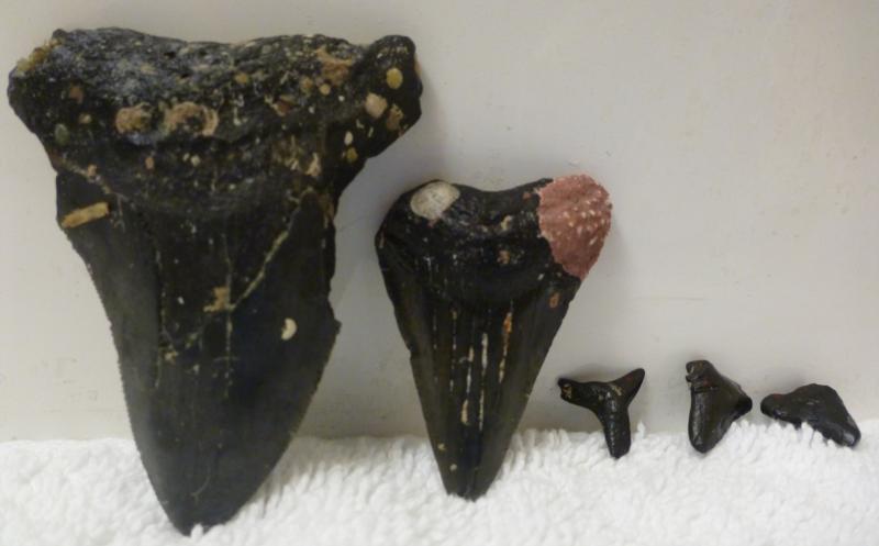 These are prehistoric fossils from Venice, Fl 8-13-11