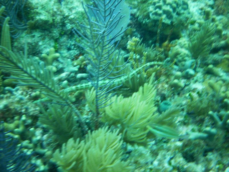 Trumpet Fish Camp Pennekamp 7/2011