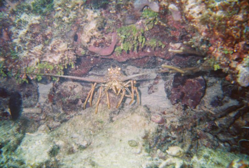 Lobster Hiding Out (Not in season) 7/2011 Sombrero Reef, Marathon, FL Keys