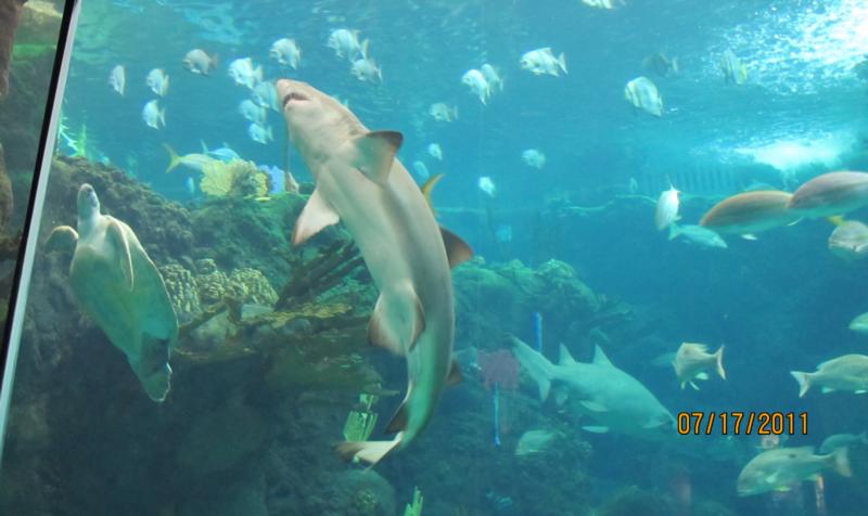 Florida Aquarium in Tampa 7/17/11