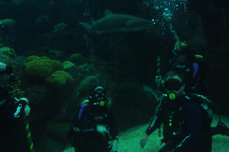 Shark Dive 7/17/11 Fl Aquarium in Tampa