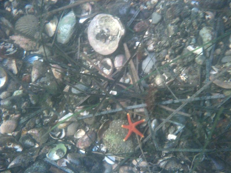 Tiny starfish - Stonington, CT