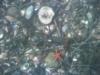 Tiny starfish - Stonington, CT