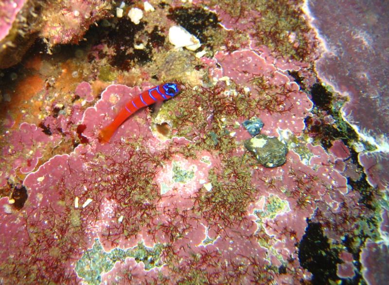 Neon Goby