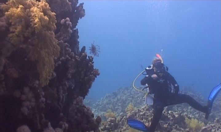 lion fish red sea