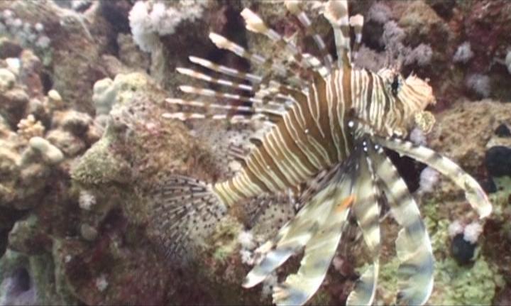 lion fish redsea