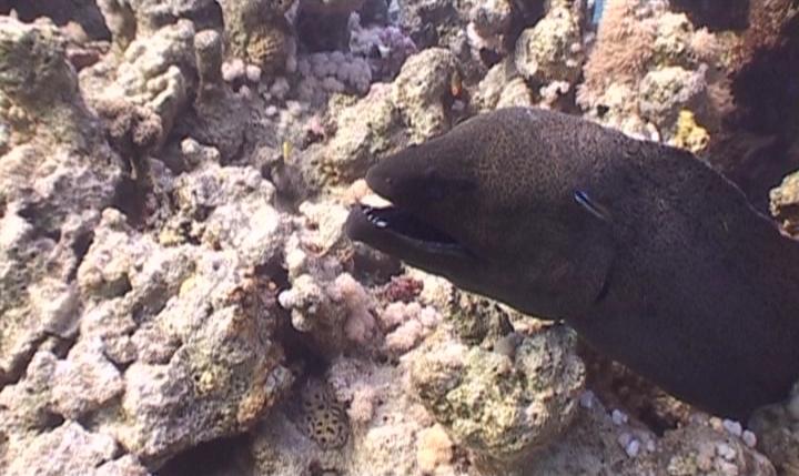 Moray eel Red sea 