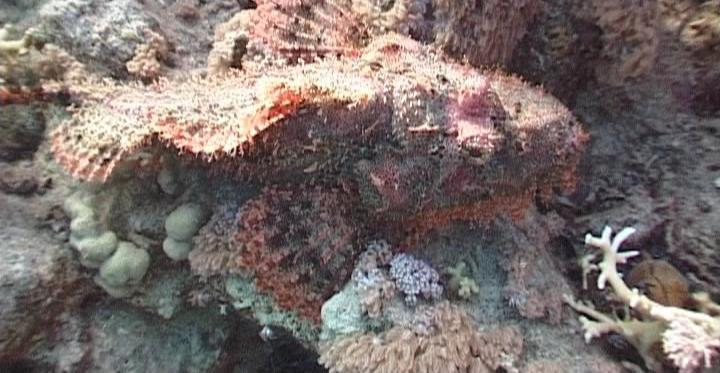 scorpion fish red sea sharm 