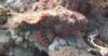 scorpion fish red sea sharm 