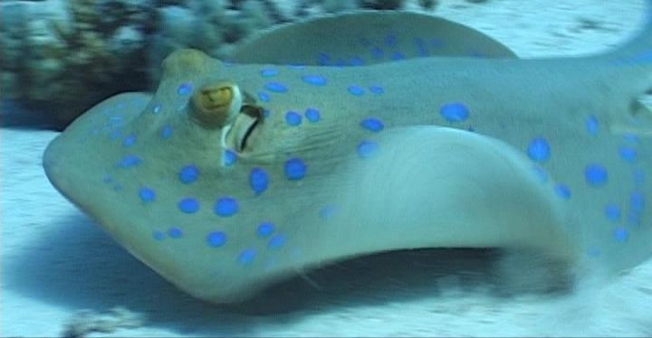 Blue spotted Ray red-sea sharm