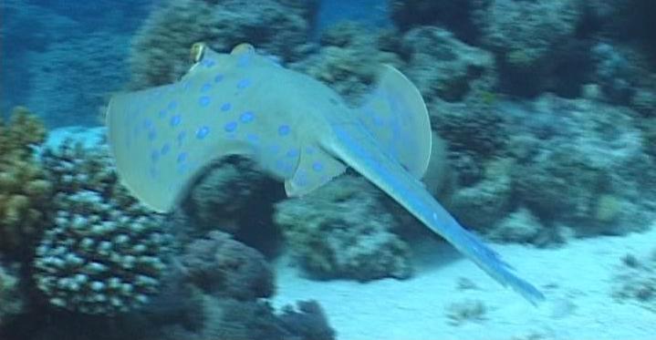 blue spotted Ray on the move 