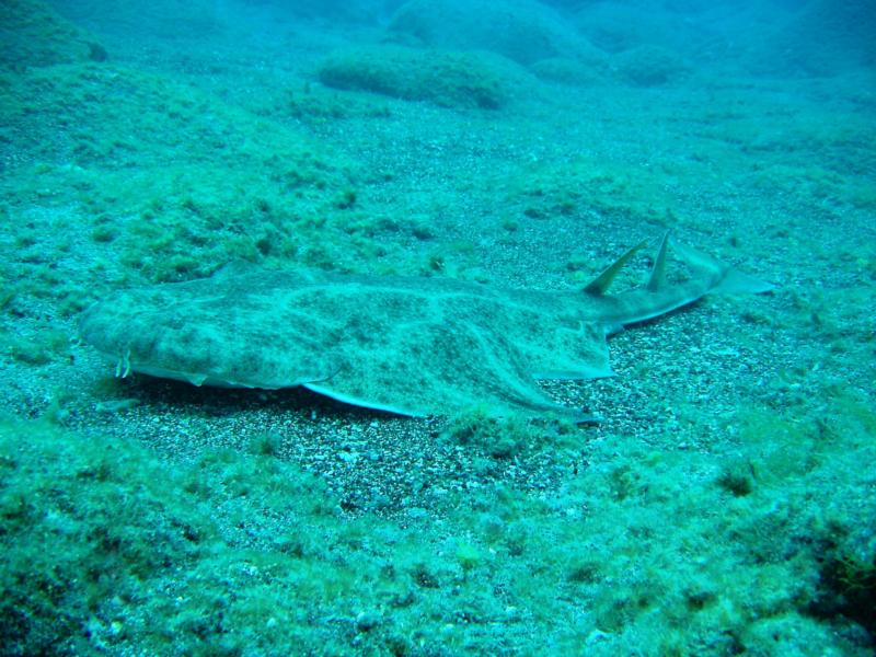 angel shark Tenerife 2011