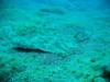 angel shark Tenerife 2011