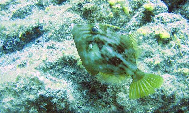 trigger fish Tenerife 2011