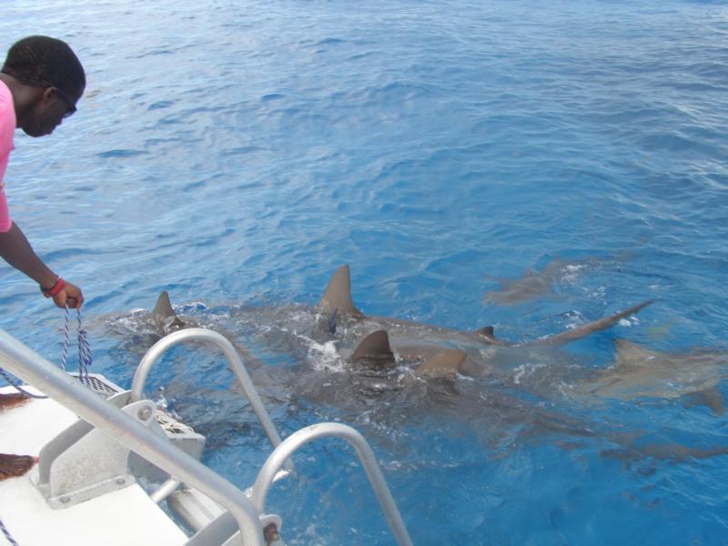 Feeding the Sharks