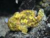 Frogfish - Bonaire