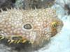 Spotted Pufferfish - Bonaire