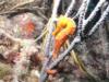 Orange Sea Horse - Bonaire