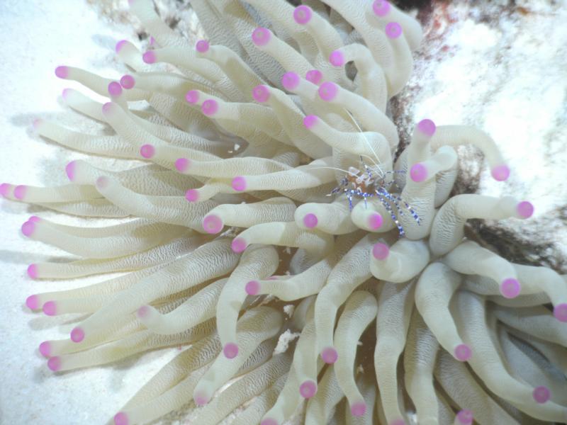 Purple Tipped Anemone