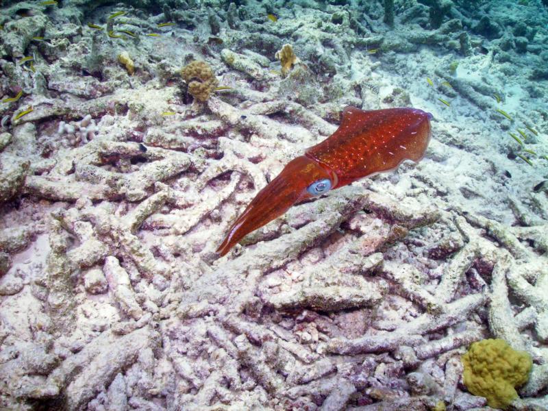 Reef Squid - Bari’s Reef, Bonaire