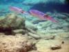 Pair of Reef Squid - Bonaire