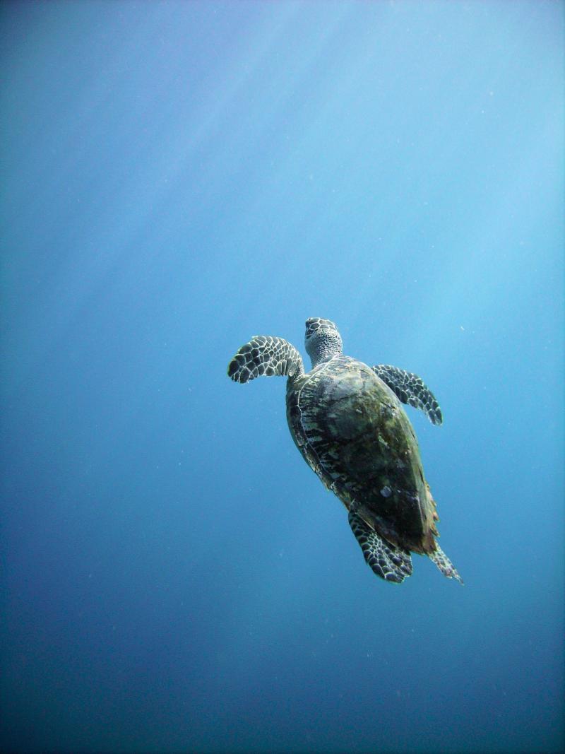 Tortuga - Hawksbill