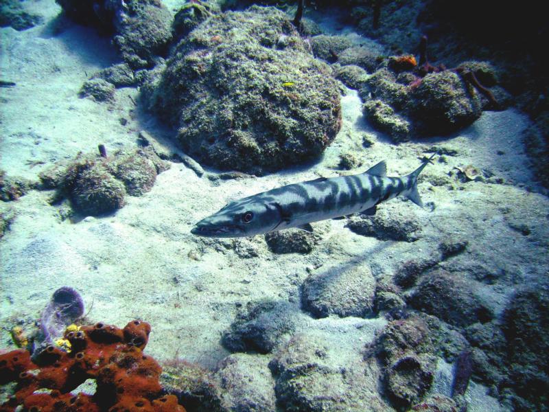 Spotted Barracuda