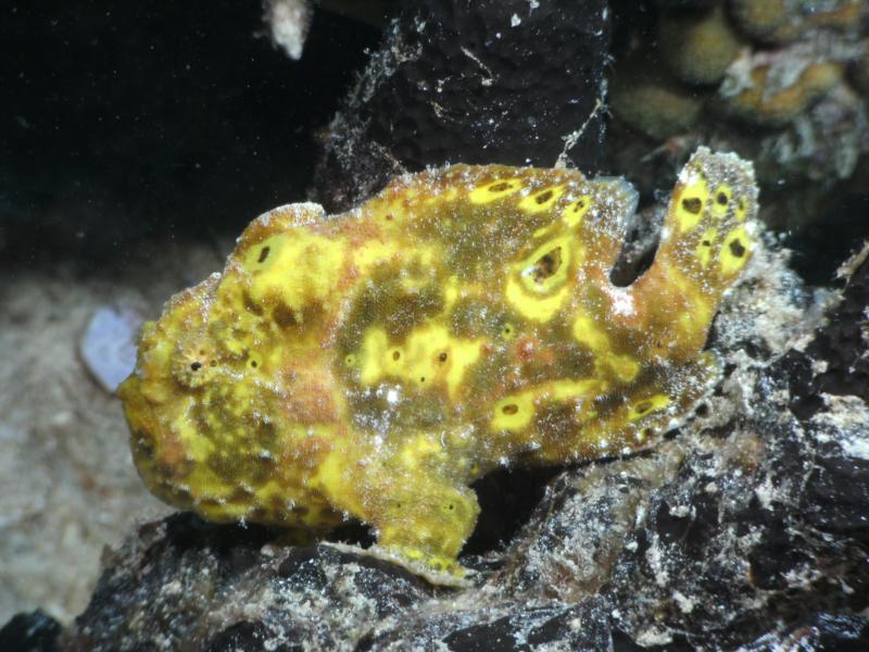 Frogfish - Bonaire