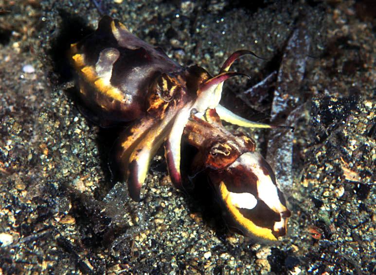 Mating Flamboyant Cuttlefish