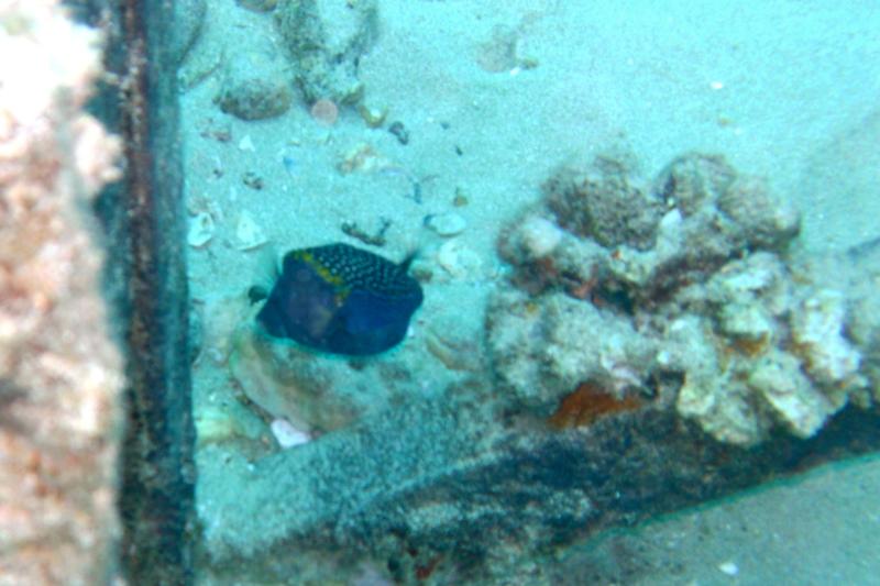 Taken on a dive at Electric Beach, Oahu, Hawaii