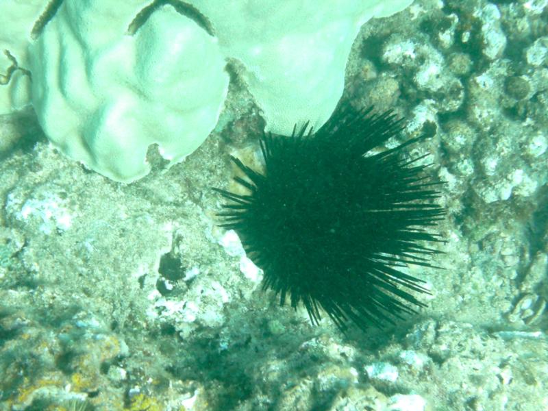 Taken on a dive at Electric Beach, Oahu, Hawaii