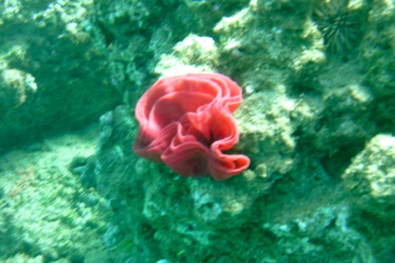 Taken on a dive at Electric Beach, Oahu, Hawaii